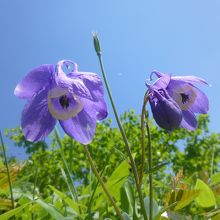 青空にオダマキ