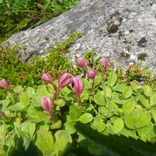 エゾツツジの蕾が沢山