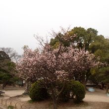入り口右手にある銅像は 中部幾次郎翁です By Kazukota 明石公園のクチコミ フォートラベル