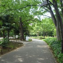 上野公園内は自然豊かです。