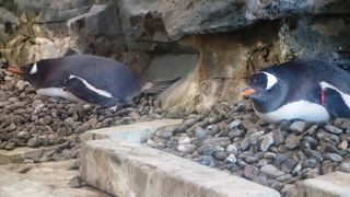 お子様ならずとも大興奮！