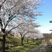 桜並木