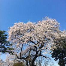 御殿桜