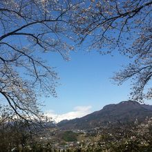 桜の向こうに雪の谷川岳が見えます。