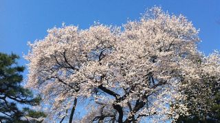 御殿桜が見事です。