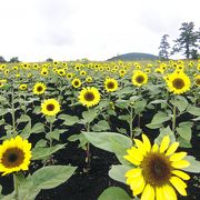 四季折々楽しめます♪