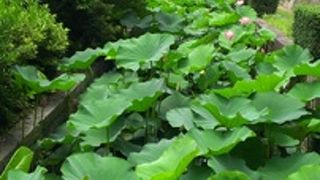 大きくてびっくり！