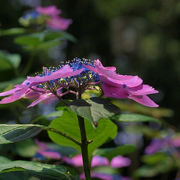 紫陽花が美しく咲く　黒羽城址公園