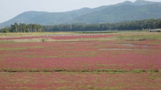 サンゴ草の時期は混雑