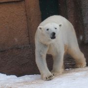 雪の中の動物園