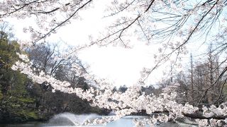 お花見に、読書に、散歩に最適