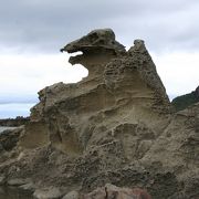 カニやヤドカリもいます。