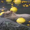 伊豆シャボテン動物公園