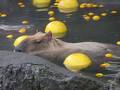 伊豆シャボテン動物公園