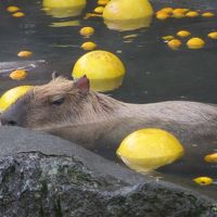 伊豆シャボテン動物公園