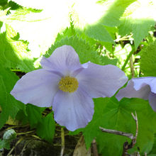 シラネアオイの花