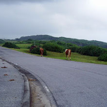 道路を闊歩する与那国馬
