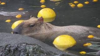 伊豆シャボテン動物公園