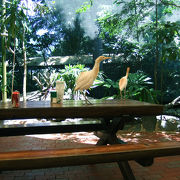 鳥と一緒に食事を取れる素敵な動物園