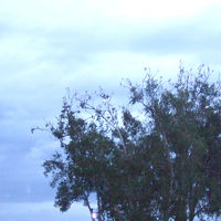 ねぐらに戻るキバタン