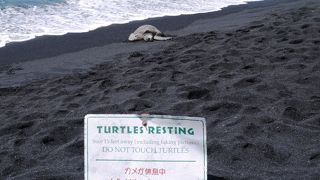 ウミガメに出会えました！
