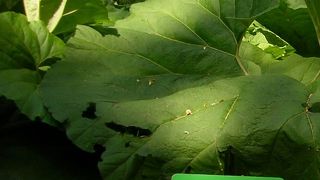 大都会のオアシス