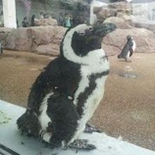ペンギンの部屋は大きかったです。