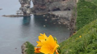 神威岬は百花繚乱！