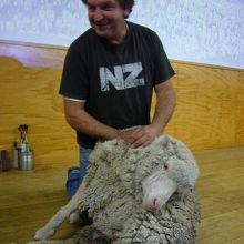 羊の毛刈りショー