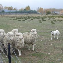 牧羊犬に追われる羊たち