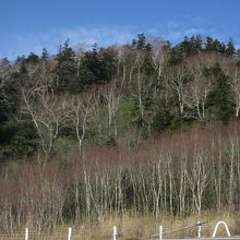 近づく本格的な冬に備える木々（広葉樹と針葉樹）たちです