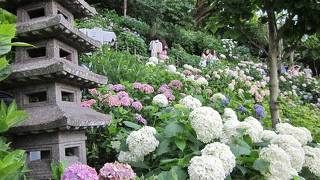 斜面一面に2,500株の紫陽花