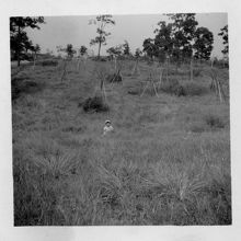 1958年当時は、樹木はまばらでした。