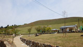 美しい芝生。鹿もたくさん。