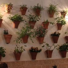 ユダヤ人街のレストランのパティオを飾る壁面の花