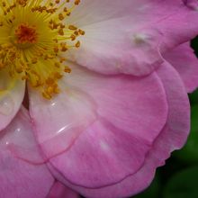 これもバラです♪