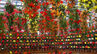 ベゴニアガーデン