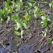 GWの頃は、水芭蕉が咲いています。