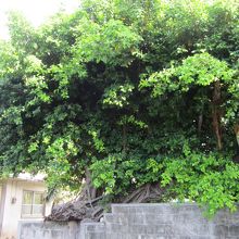 国吉家のガジュマル巨木