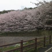 桜の時期はきれいです