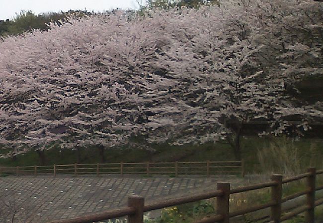 桜の時期はきれいです
