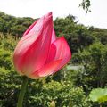 7月の光則寺、蓮の花がきれい。