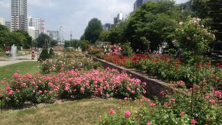 姉妹都市のバラを植えている