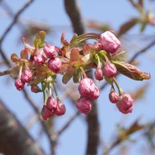 琵琶湖の桜は散り始めですが延暦寺はこれからです。