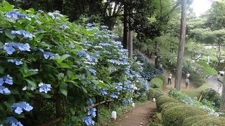 「くろばね紫陽花まつり」の会場でした