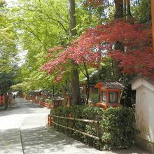 春なのに紅葉？？？