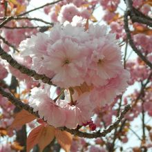 境内には満開の桜