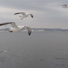 ウミネコも一緒に東京湾横断中