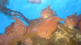 フウセンウオに癒されました