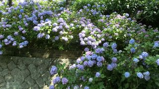 アジサイの向こうに江の島が。